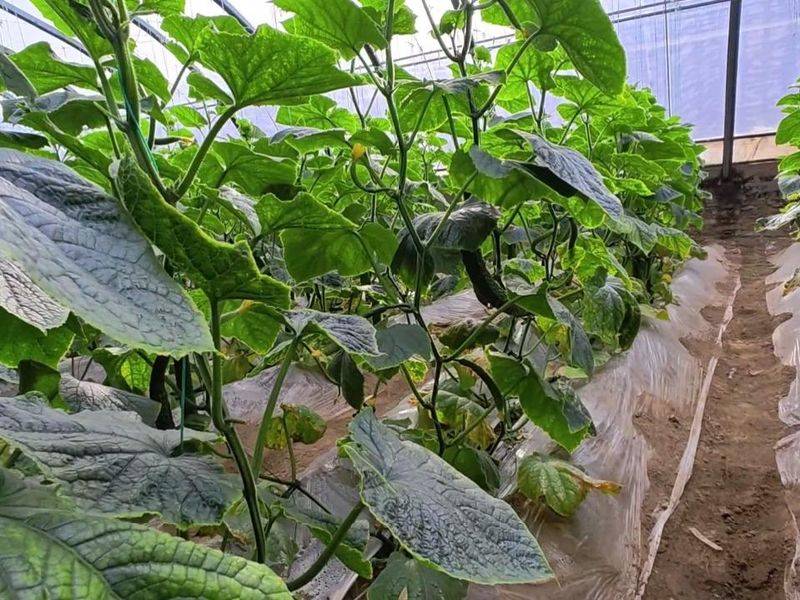 节瓜的种植方法