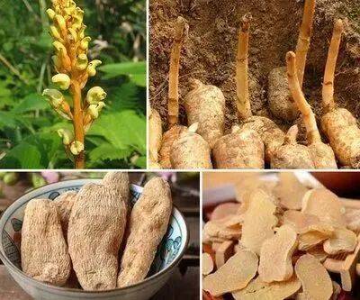 How does tianma grow