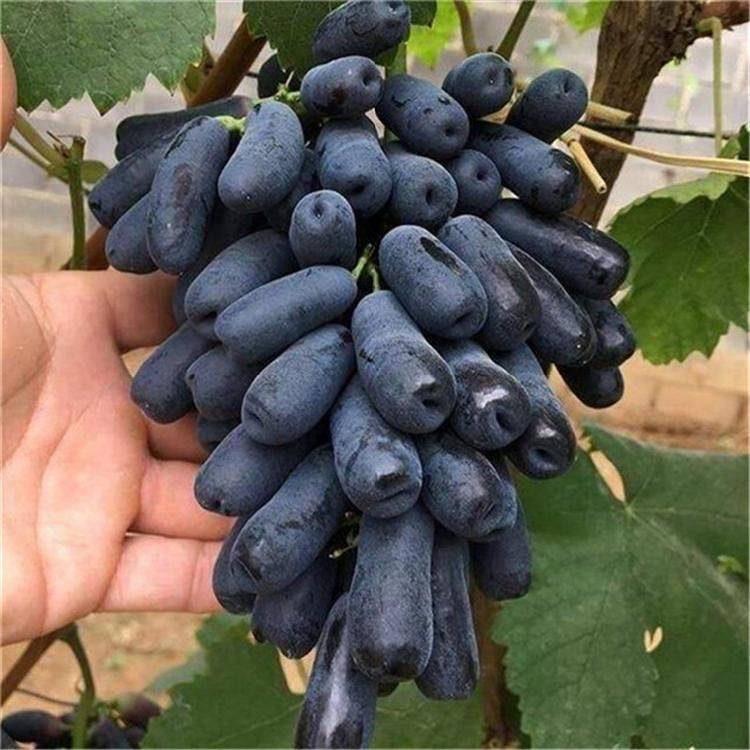 The method of planting the grape no. 1