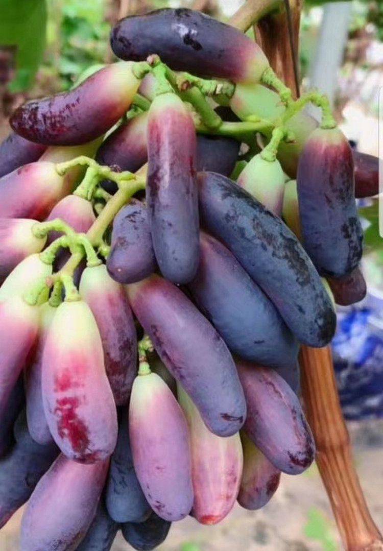 The method of planting the grape no. 1