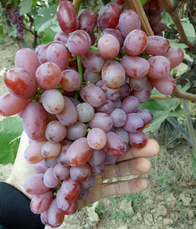The method of planting the grape no. 1