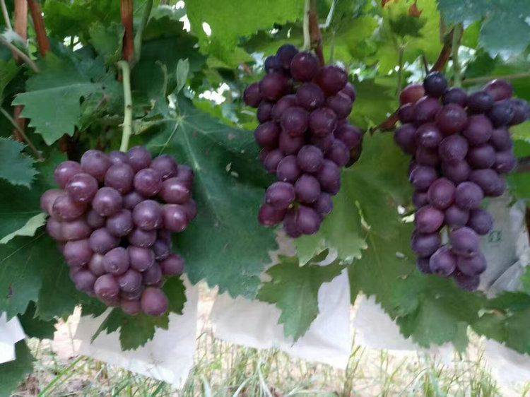 The method of planting the grape no. 1