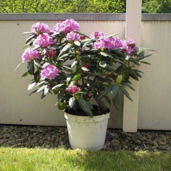 The method of planting the duches