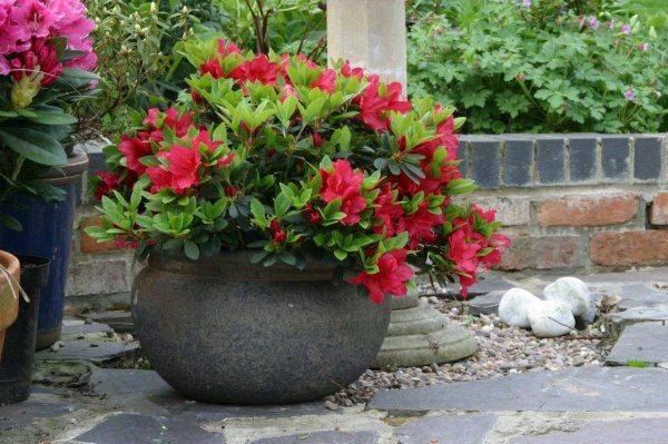 The method of planting the duches