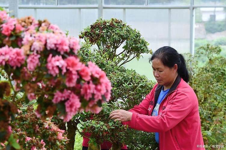 杜鹃花夏季管理方法