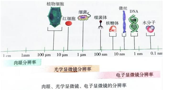 扫描电子显微镜的工作原理是什么