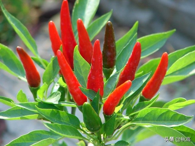 节瓜的种植方法