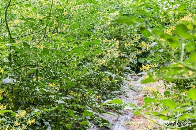 节瓜的种植方法
