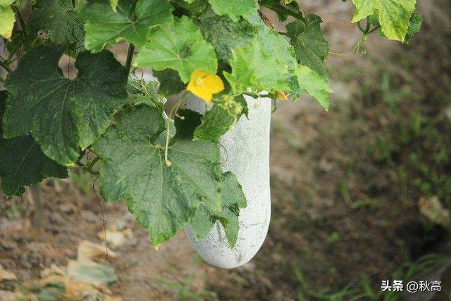 节瓜的种植方法