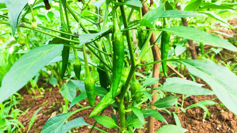 节瓜的种植方法