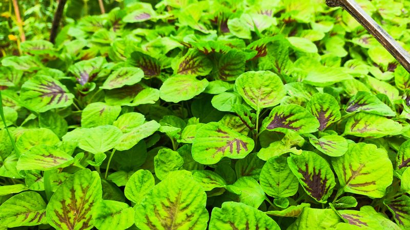 节瓜的种植方法