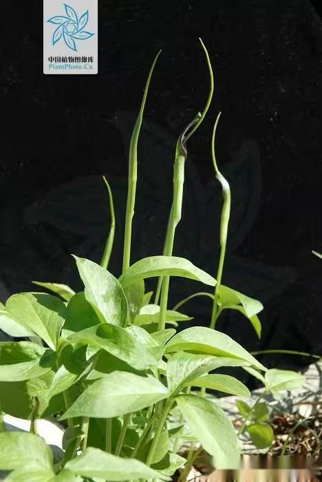 半夏种植技术实施方案