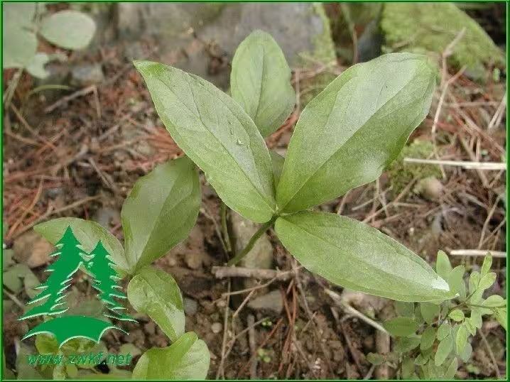 半夏种植技术实施方案