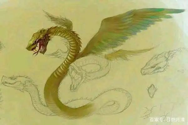 奎蛇知识