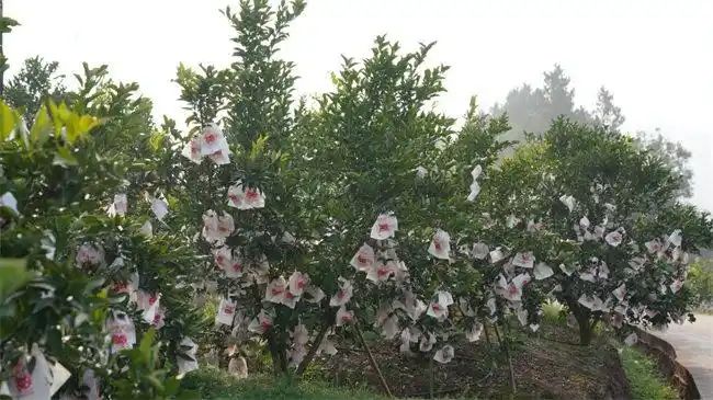 春见柑橘种植技术