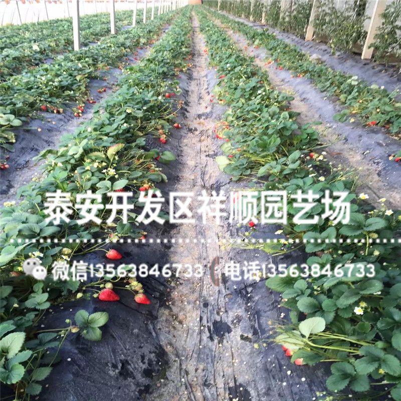牛奶草莓种植技术