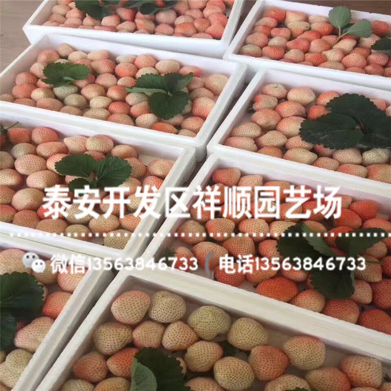 牛奶草莓种植技术