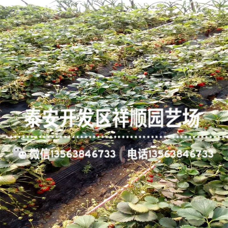 牛奶草莓种植技术