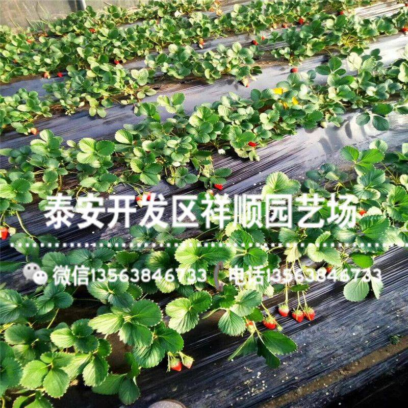 牛奶草莓种植技术