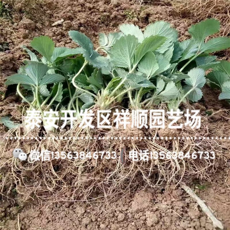 牛奶草莓种植技术