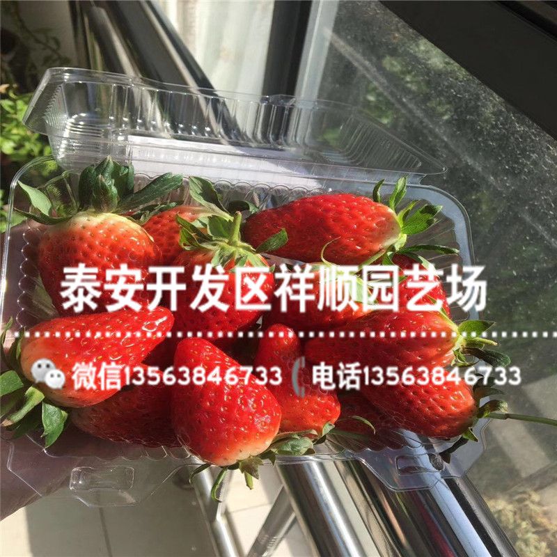 牛奶草莓种植技术