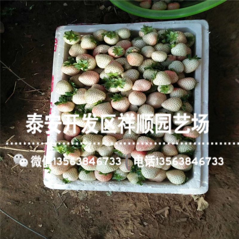 牛奶草莓种植技术
