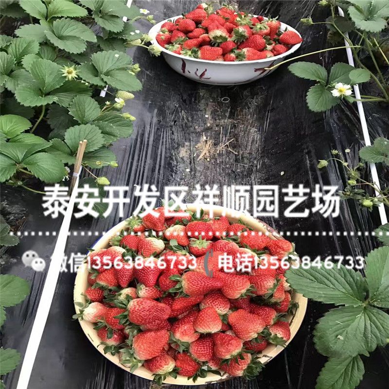 牛奶草莓种植技术