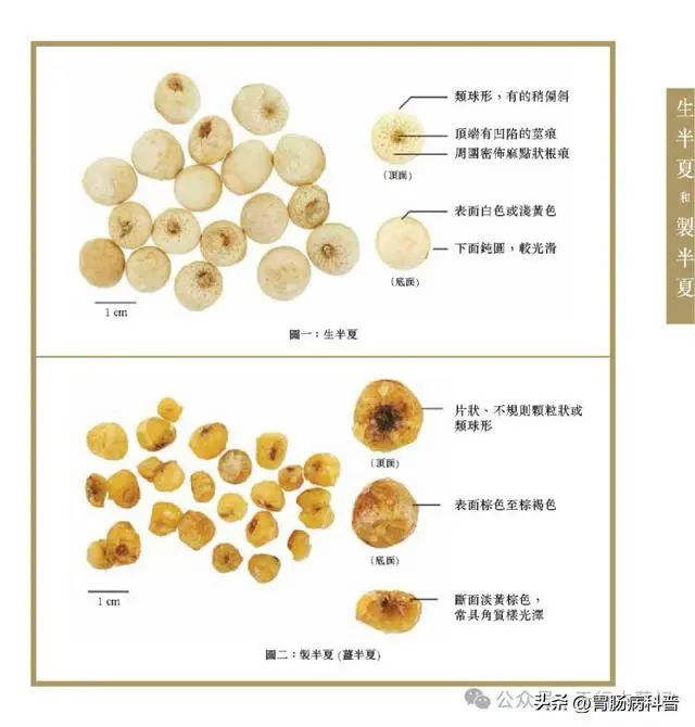 半夏种植技术实施方案