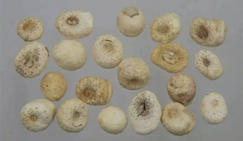半夏种植技术实施方案