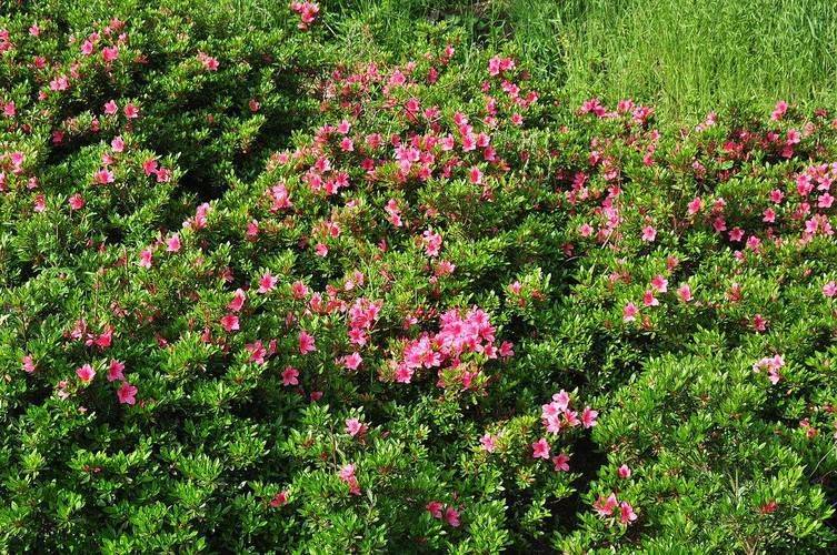The method of planting the duches