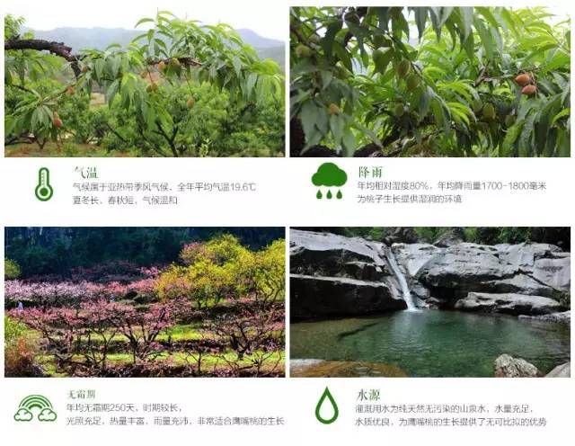 鹰嘴蜜桃多少钱一斤