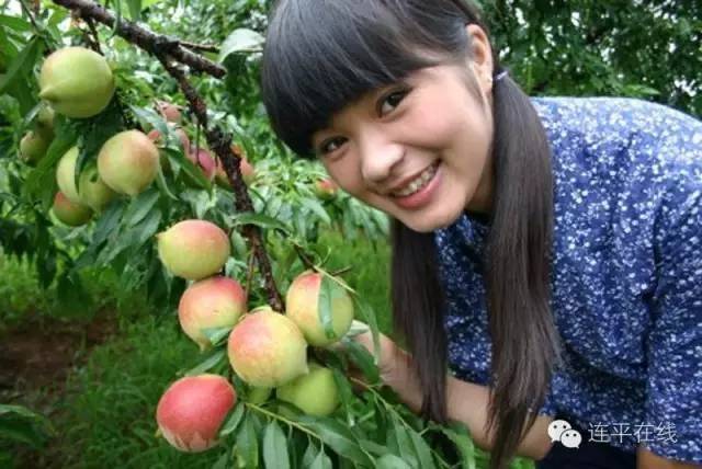鹰嘴蜜桃多少钱一斤