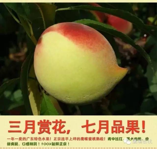 鹰嘴蜜桃多少钱一斤