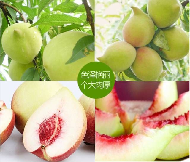 鹰嘴蜜桃多少钱一斤