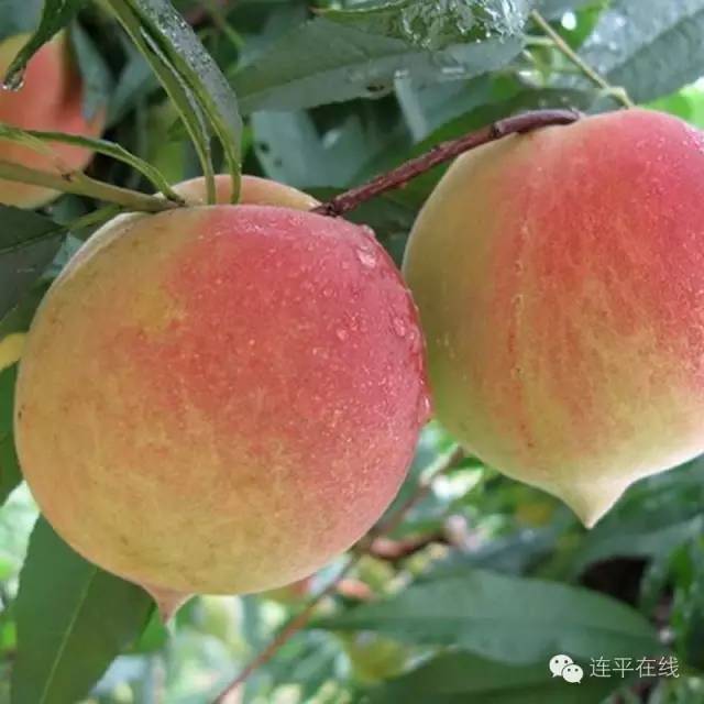 鹰嘴蜜桃多少钱一斤