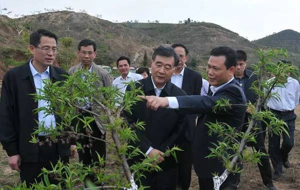 鹰嘴蜜桃多少钱一斤