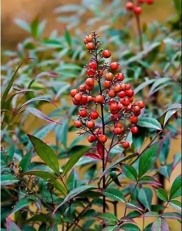 花卉种植技术大全