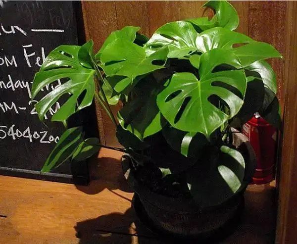 花卉种植技术大全