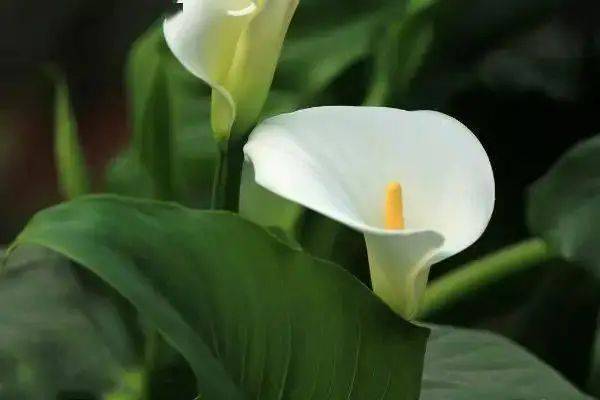 花卉种植技术大全