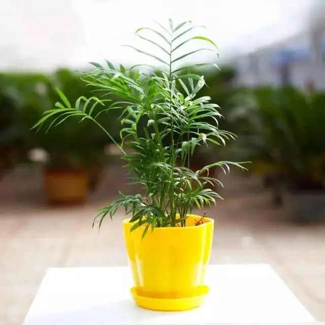 花卉种植技术大全