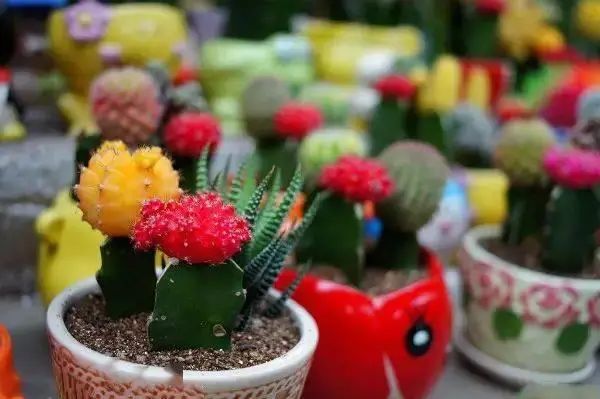 花卉种植技术大全