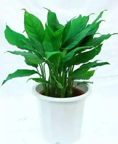 花卉种植技术大全