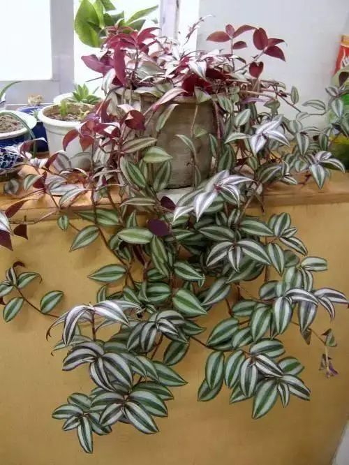 花卉种植技术大全