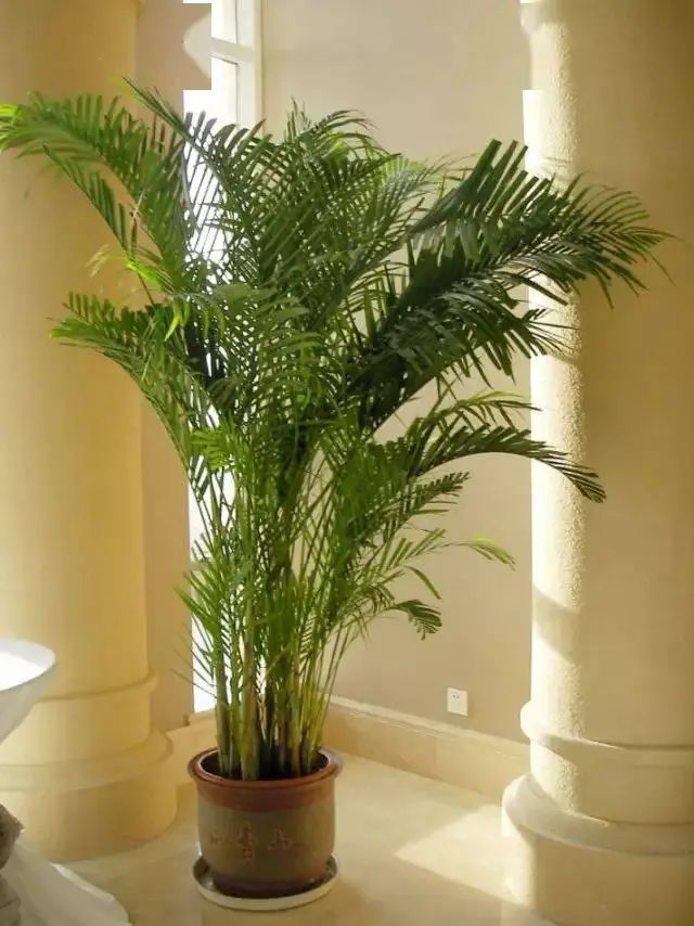 花卉种植技术大全