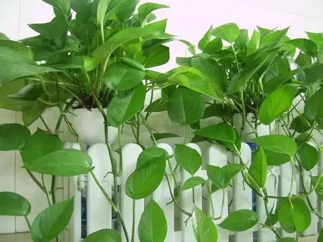 花卉种植技术大全