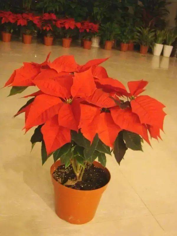 花卉种植技术大全