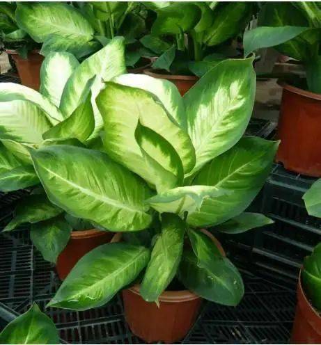 花卉种植技术大全
