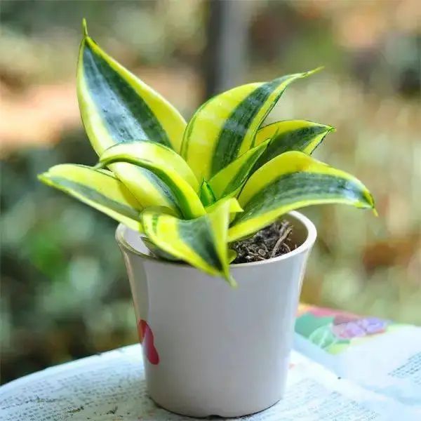 花卉种植技术大全