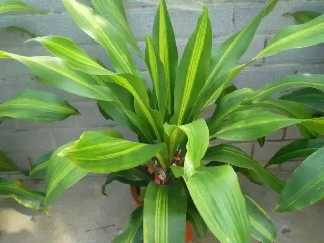 花卉种植技术大全