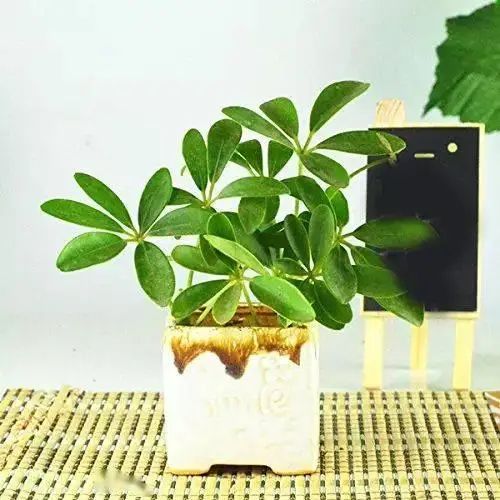 花卉种植技术大全